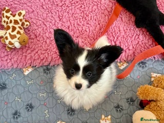 Papillon dogs - Advert 1