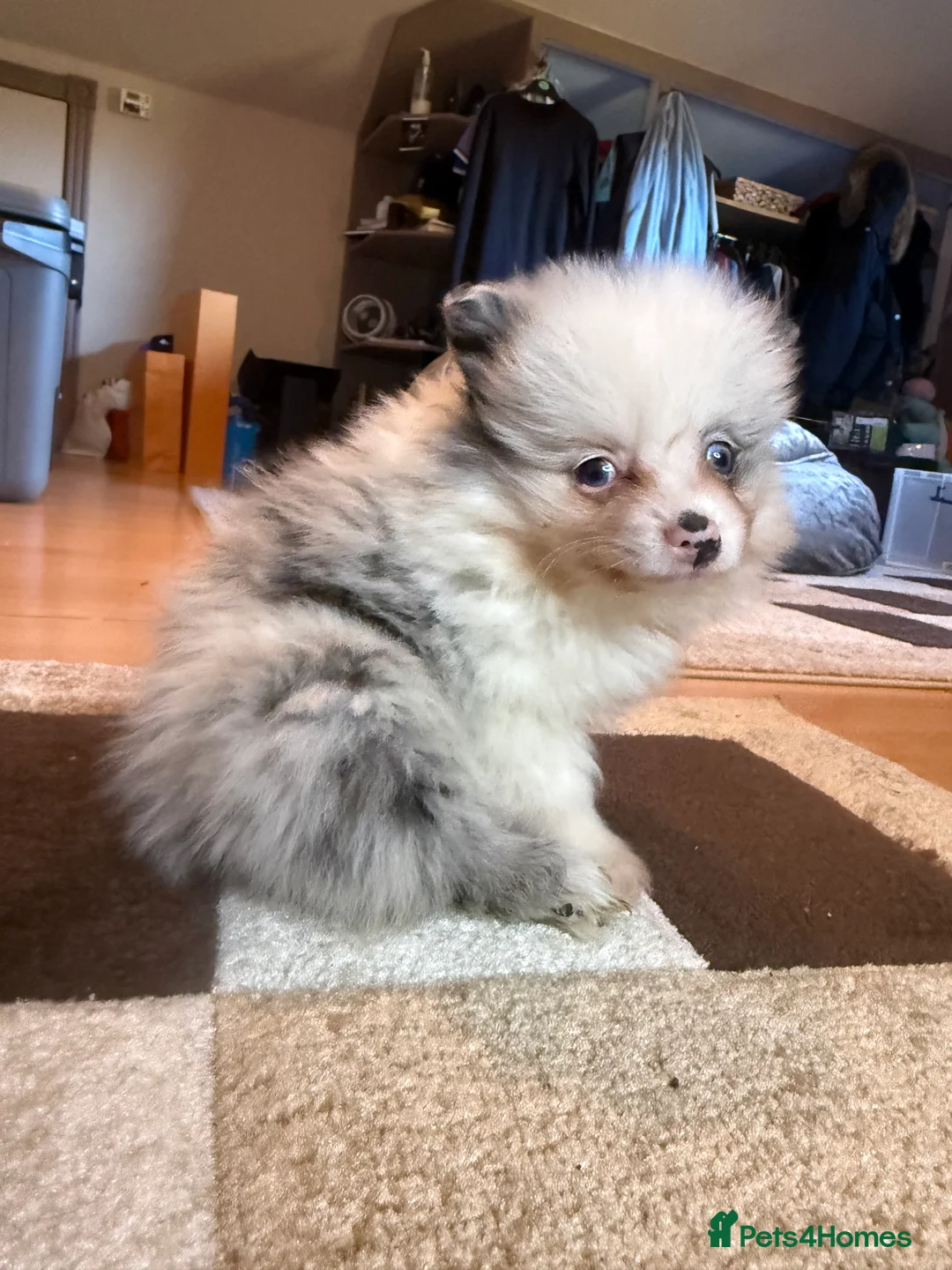 Pomeranian dogs for sale: 🐾 Adorable Merle Pomeranian Puppies for Sale 🐾 - Advert 14