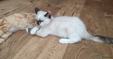 British Shorthair cats in Great Missenden - Advert 1
