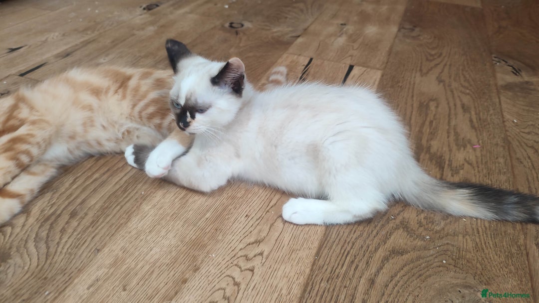 British Shorthair cats for sale: Adorable kittens  in Great Missenden - Image 10
