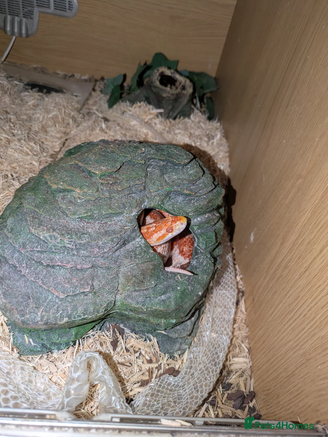 Corn Snake reptiles for sale: 14 year old female amel corn snake - Advert 2