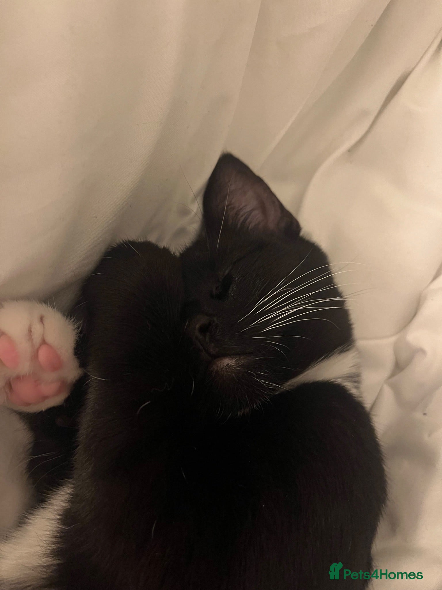Mixed Breed cats cute black and white tabby for sale - Advert 14
