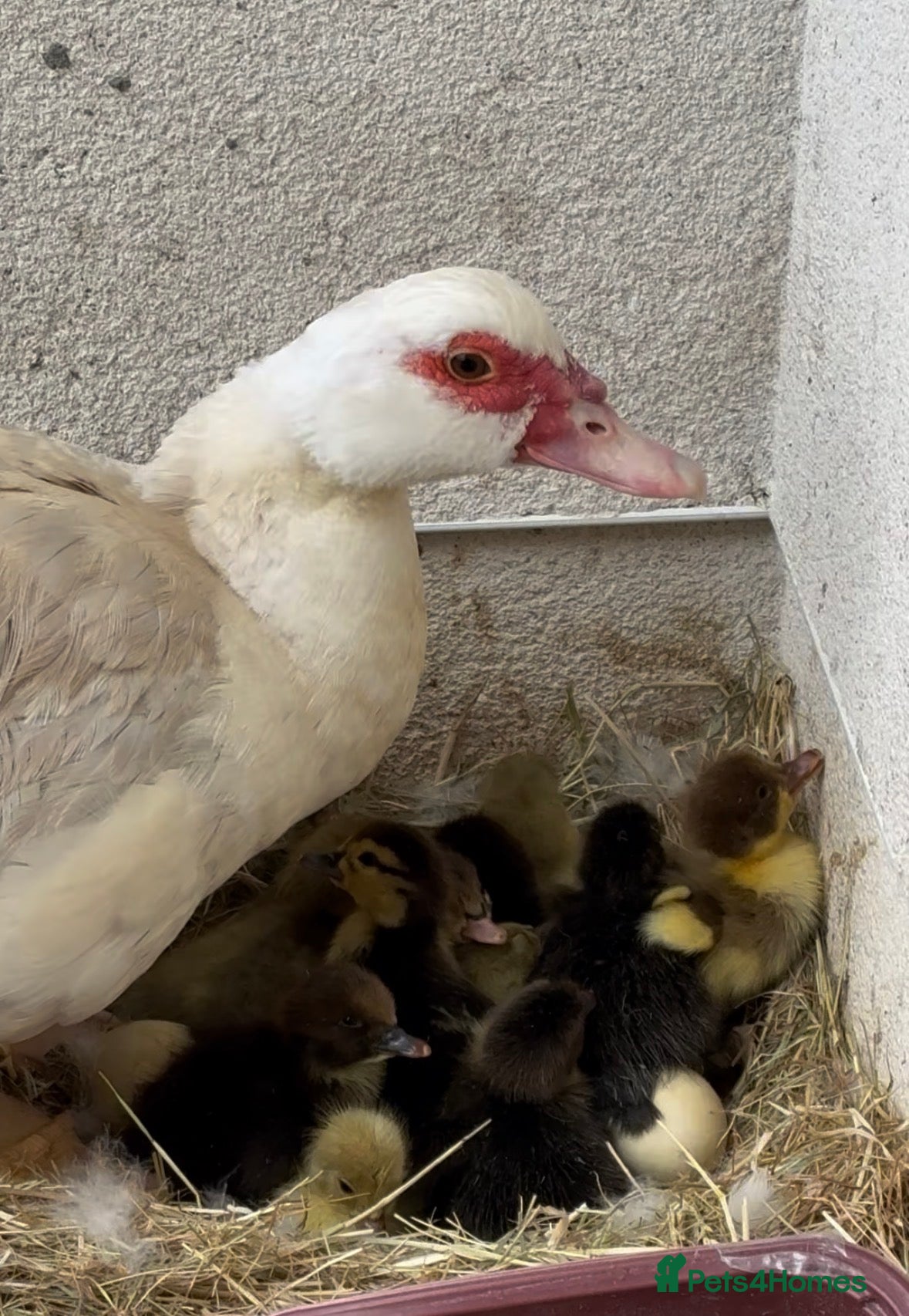Ducks poultry Female & Male Muscovy Ducks & Ducklings - Advert 2