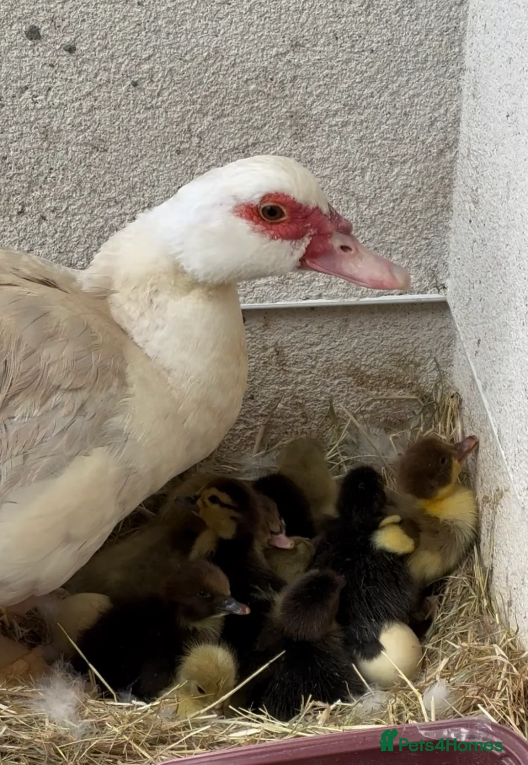 Ducks poultry for sale: Female & Male Muscovy Ducks & Ducklings - Advert 2