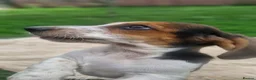 Basset Hound dogs for sale: Beautiful Basset Hounds Ready now - Advert 24