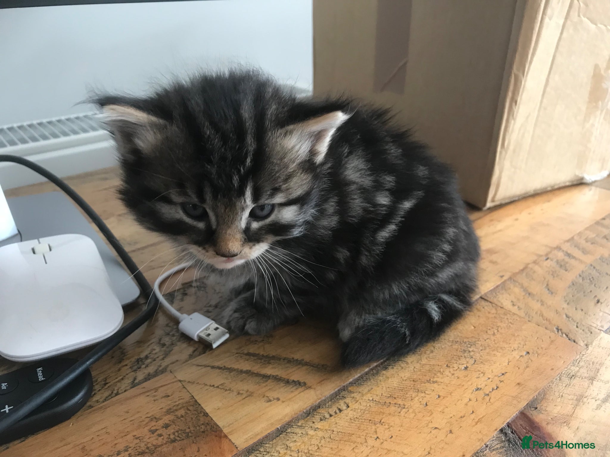 Mixed Breed cats Beautiful Litter of Fluffy Kittens  - Advert 1