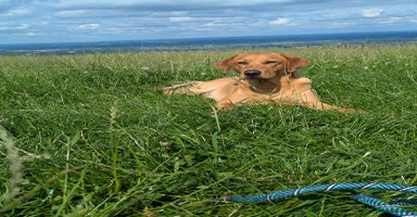 Labrador Retriever dogs - Advert 6