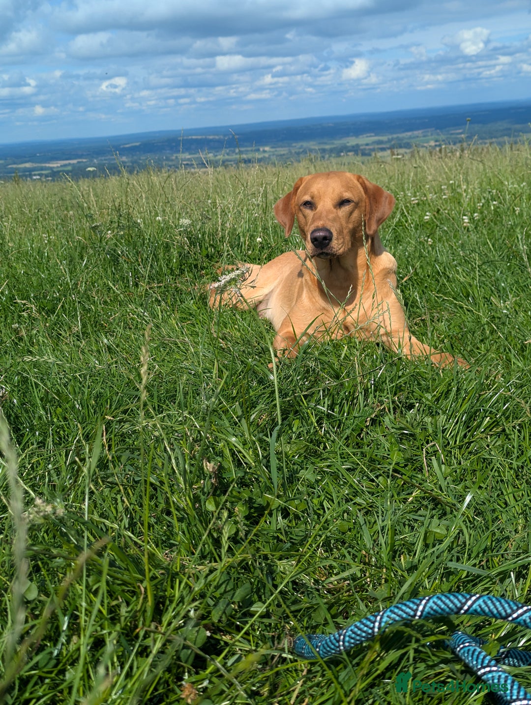 Labrador Retriever dogs for stud: Fox Red Champion Line Working Lab - Image 3