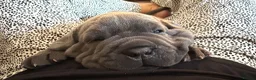 Neapolitan Mastiff dogs for sale: 2 puppies Neapolitan mastiff  - Advert 16