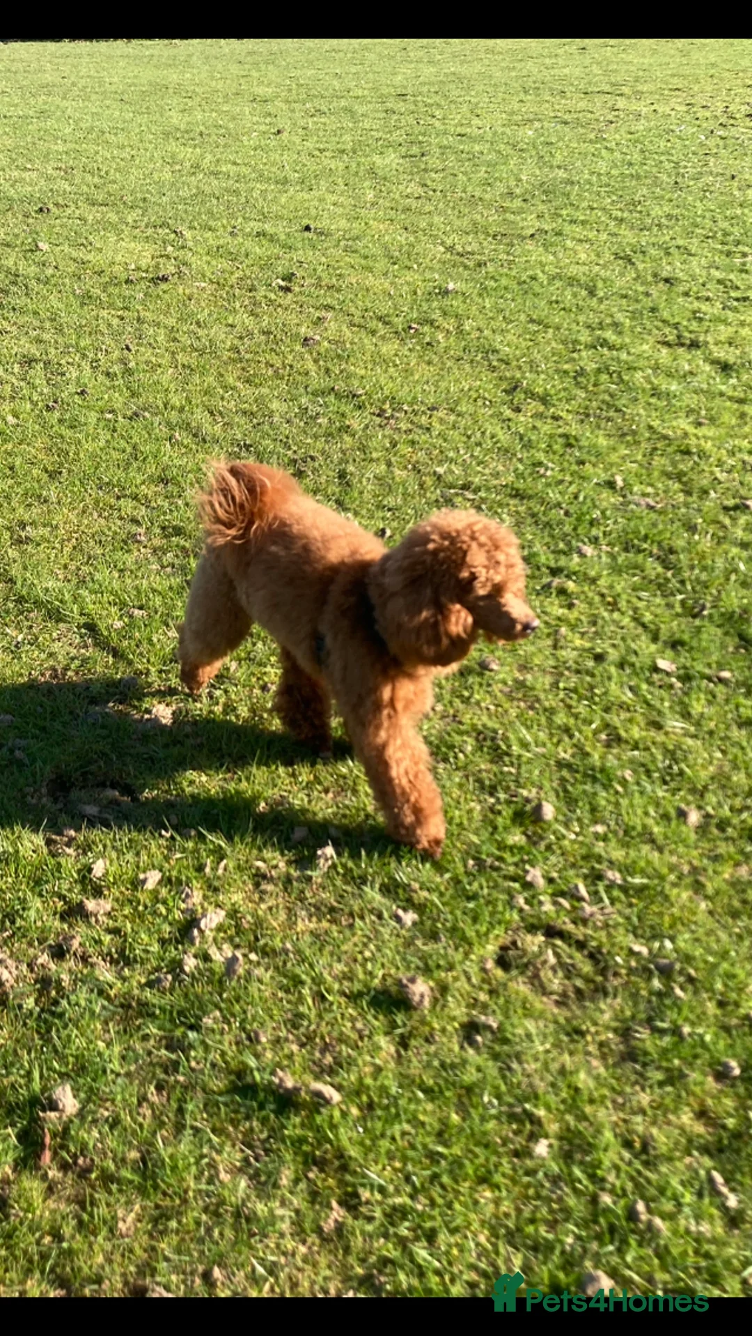 Toy Poodle dogs for stud: Health tested fox red toy poodle stud  in Stevenage - Advert 14