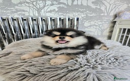 Pomsky dogs for sale: Pomsky puppies very small toy size F3  - Image 20