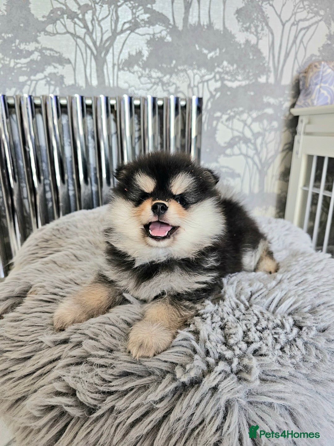 Pomsky dogs for sale: Pomsky puppies very small toy size F3  - Image 20
