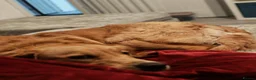 Golden Retriever dogs for sale: Gorgeous KC Reg Golden Retriever Boy in Bude - Advert 8