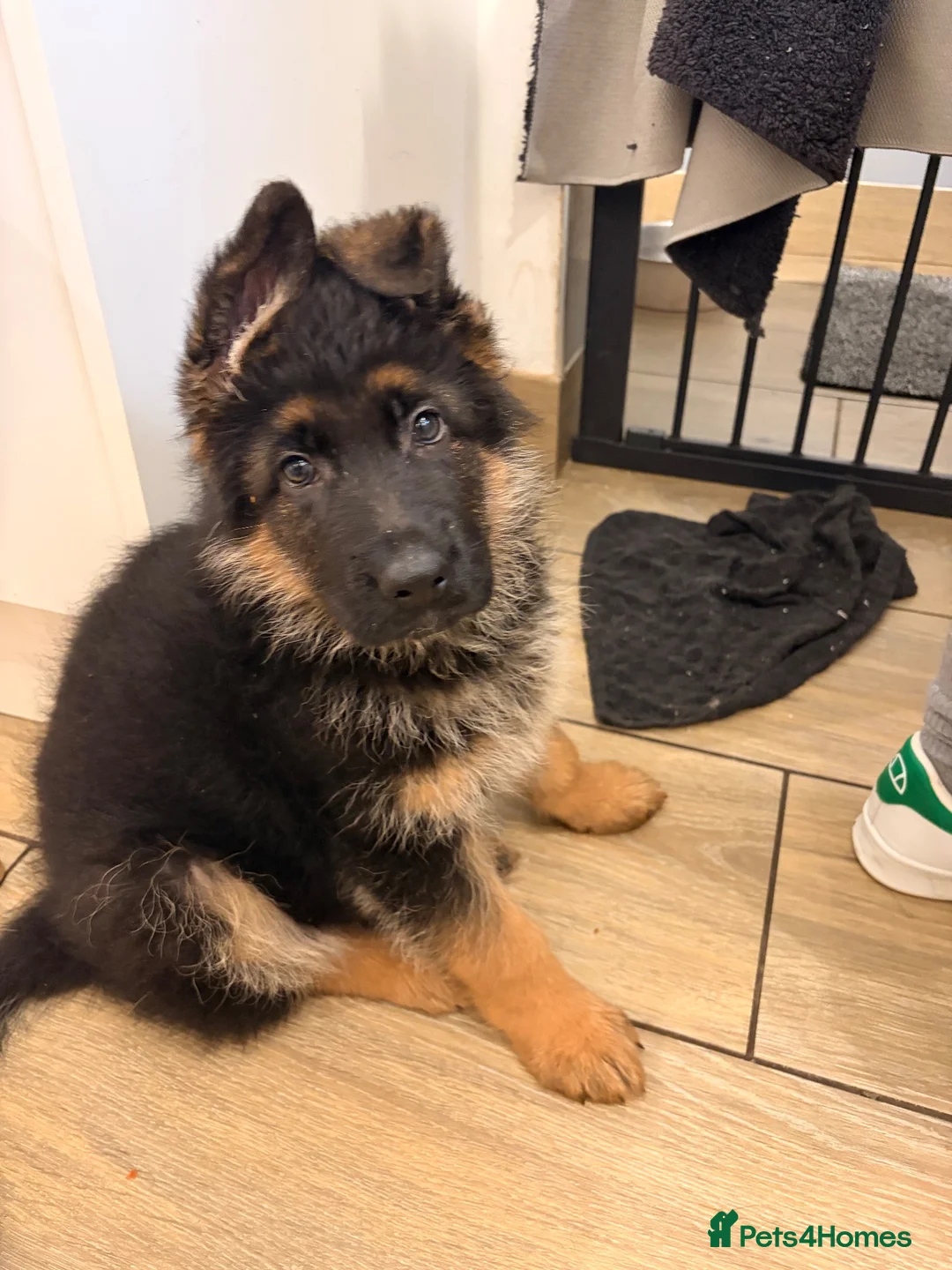 German Shepherd dogs for sale: EXCEPTIONAL KC REG GERMAN SHEPHERD PUPPIES - Advert 19