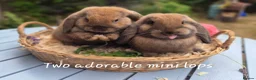 Mini Lop rabbits for sale: Two Mini lops and 4 Dwarf lops available - Advert 1