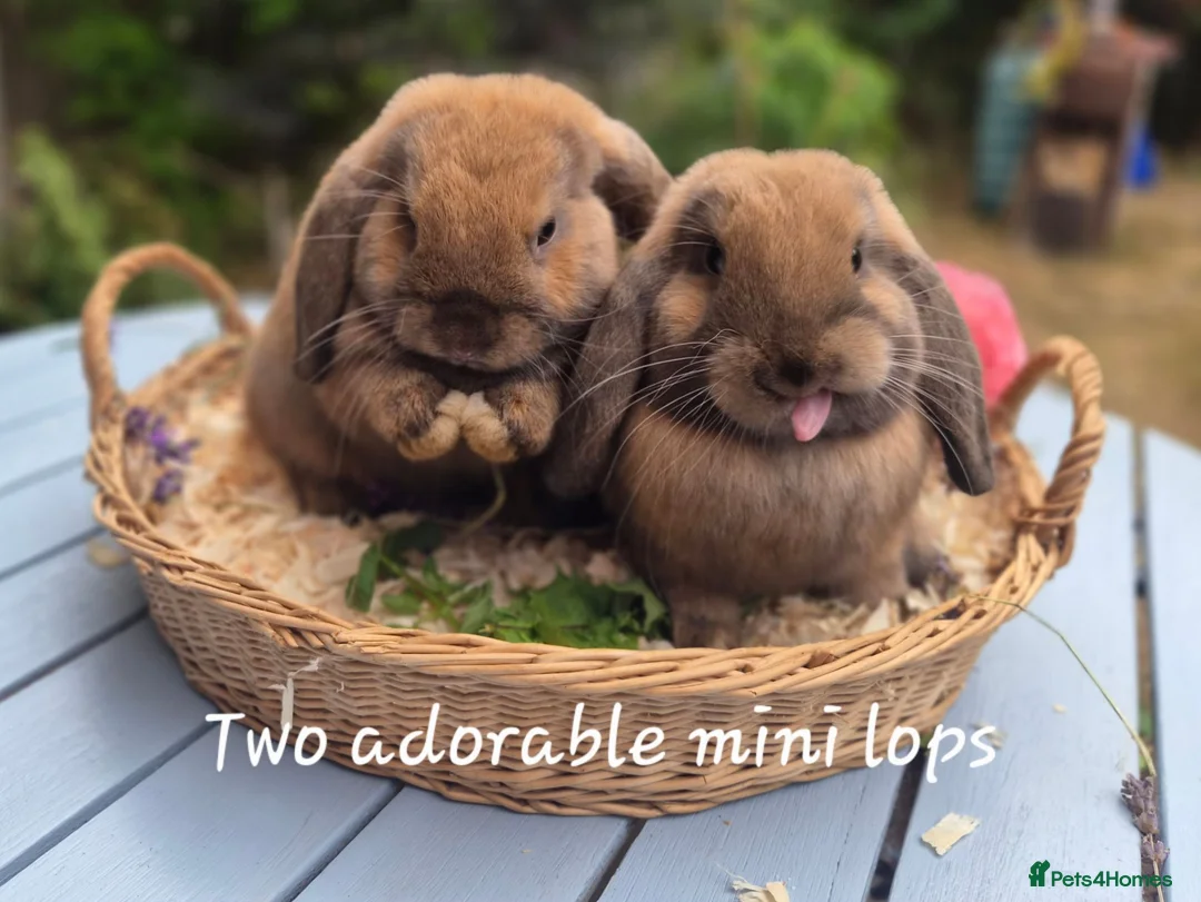 Mini Lop rabbits for sale: Two Mini lops and 4 Dwarf lops available - Advert 1