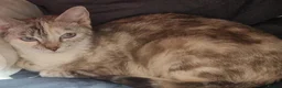 Mixed Breed cats for sale: Kittens - Advert 4
