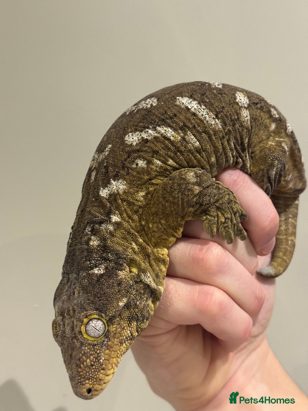 Gecko reptiles for sale: Leachianus Moro Mix Female  - Advert 2