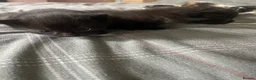 Mixed Breed cats for sale: Kittens beautiful mixed breed 🐈🐈‍⬛🐈🐈 - Advert 5