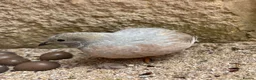 Quail poultry for sale: Male Chinese Painted (button) quail in Malmesbury - Advert 4