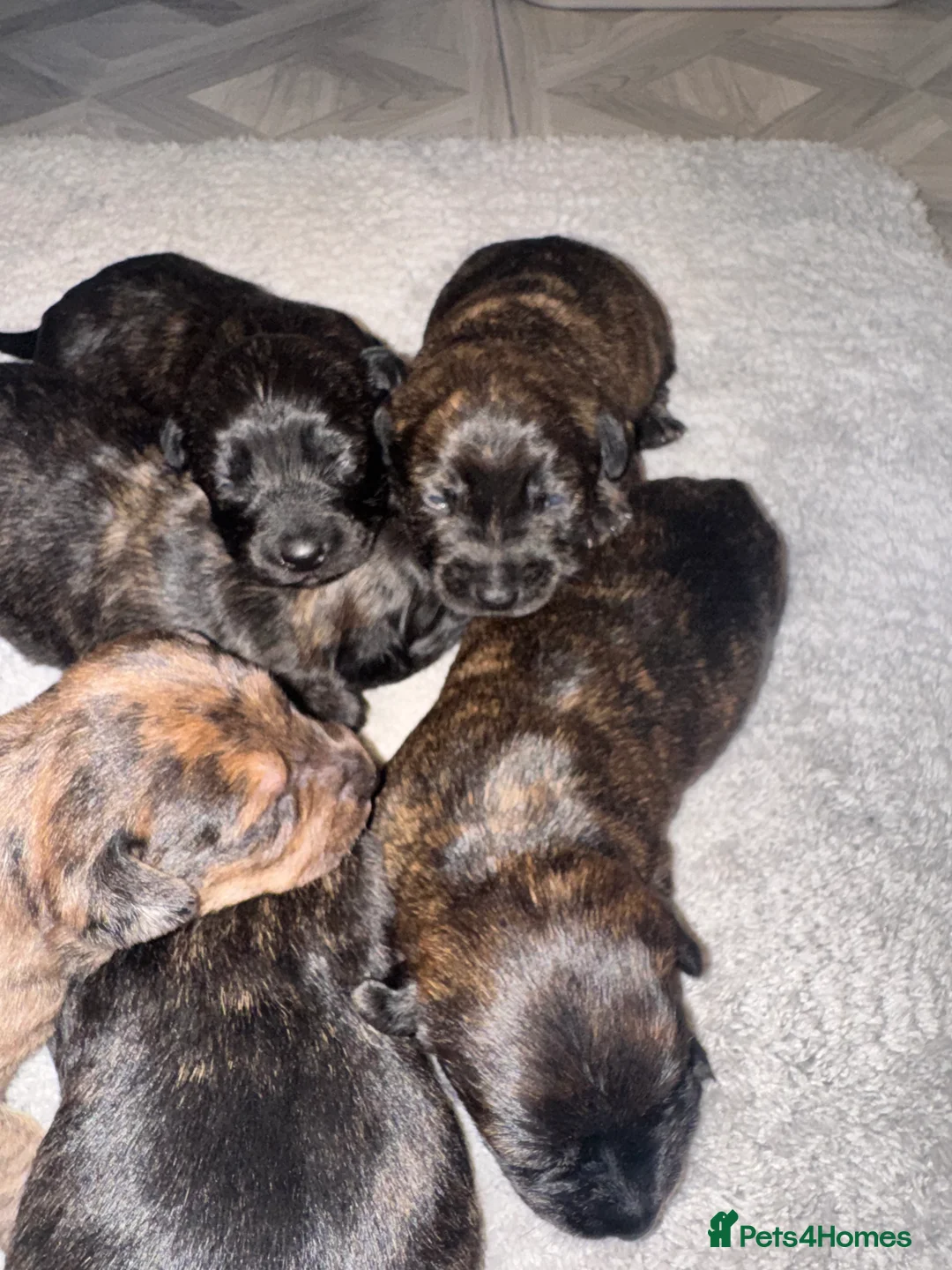 Mixed Breed dogs for sale: Beautiful Dachshund X westie puppies - Advert 7