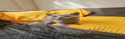 British Shorthair cats for sale: British shorthair kittens  - Advert 3
