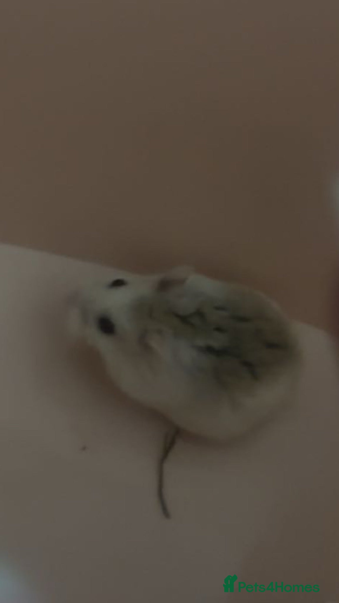Hamster rodents roborovski dwarf hamster and cage  - Advert 4
