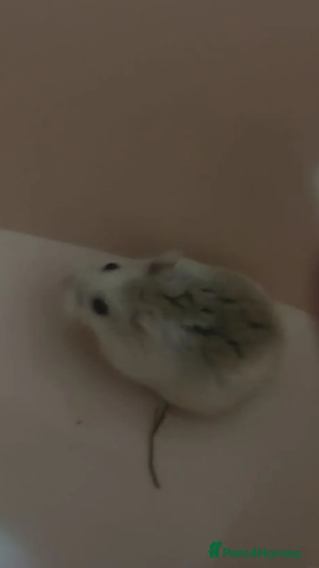 Hamster rodents for sale: roborovski dwarf hamster and cage  in Farnborough - Advert 1