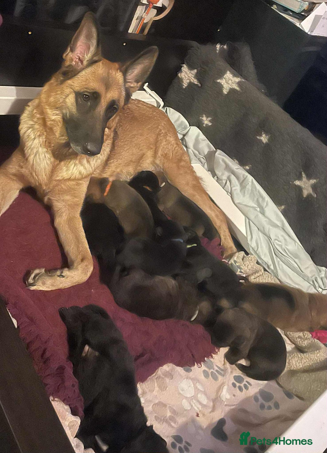Mixed Breed dogs for sale: German shepherd pups - Advert 18