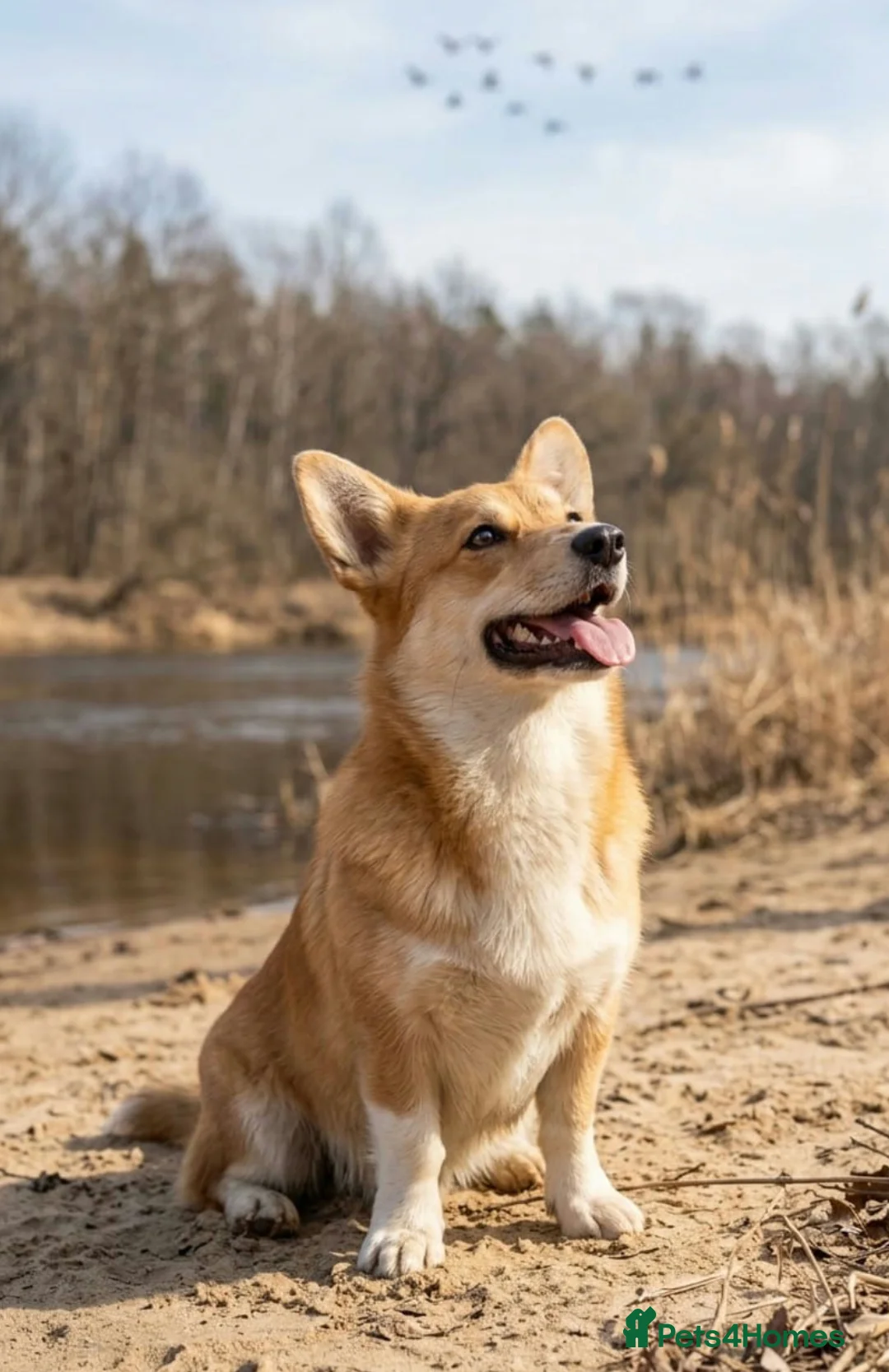 Welsh Corgi Pembroke dogs for adoption: 🐾 ZHANETTE – Female Corgi 🐾 in West Malling - Advert 4