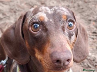 Miniature Dachshund dogs in Dereham - Advert 8