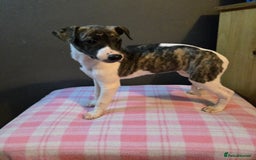 Whippet dogs for sale: ✅️ Ready to leave - KC whippets 🧡 - Image 16