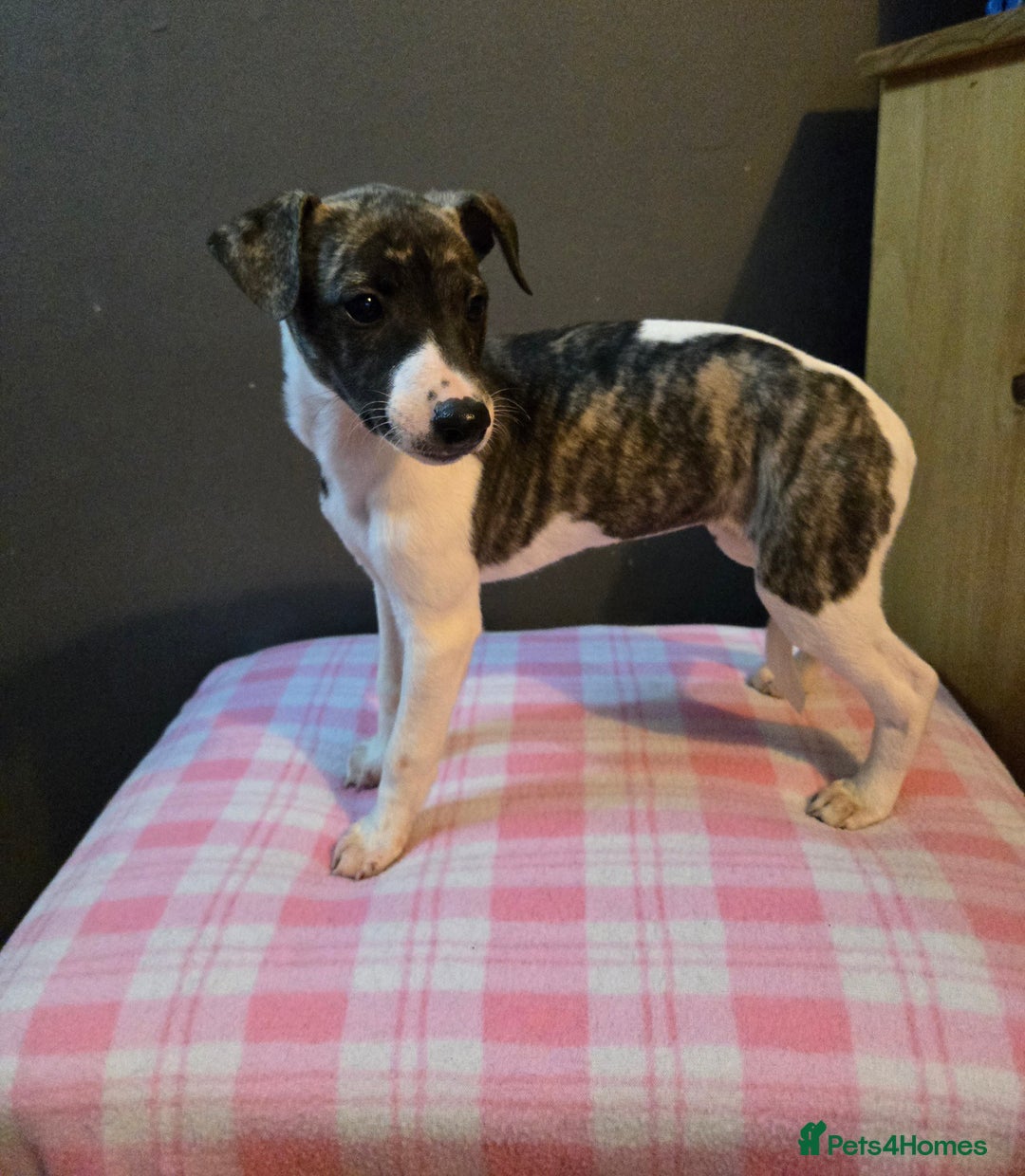 Whippet dogs for sale: ✅️ Ready to leave - KC whippets 🧡 - Image 16