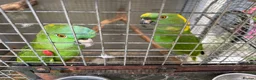 Parrots birds for sale: Yellow Nape Amazons breeding pair - Advert 3