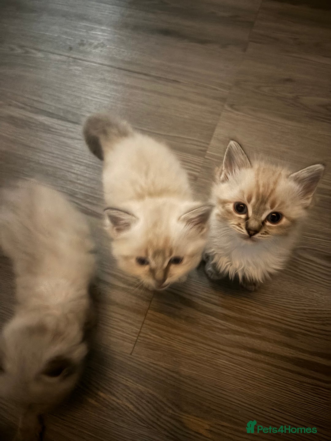 Ragdoll cats for sale: 2 male ragdoll kittens in Colchester - Image 14