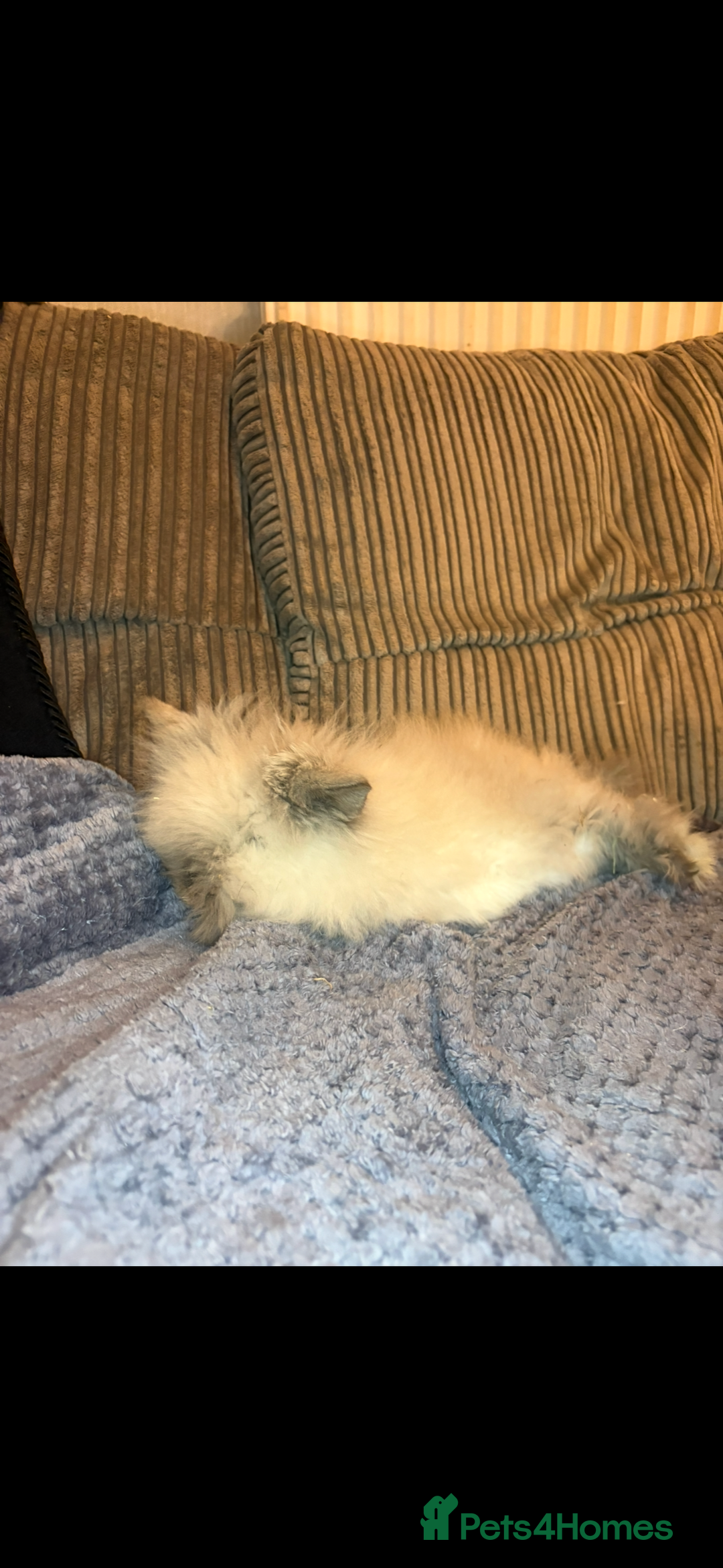 Mini Lion Lop rabbits for sale: Gorgeous fluffy little mini lion lop baby bunny’s  - Advert 2