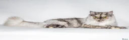 Persian cats for sale: Stunning Shadow looking for a home. (Indoor only) - Advert 3
