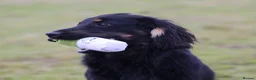 Cocker Spaniel dogs for stud: Black and Tan Cocker Spaniel at Stud - Advert 9