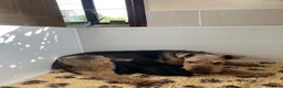 Mixed Breed dogs for sale: Airedoodles F1 airedale mum. Phantom poodle dad  - Advert 4