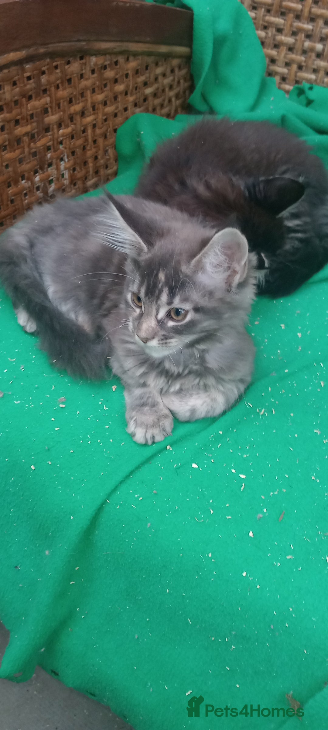 Maine Coon cats for sale: Maine coon purebred pedigre xl in Barnsley - Image 5