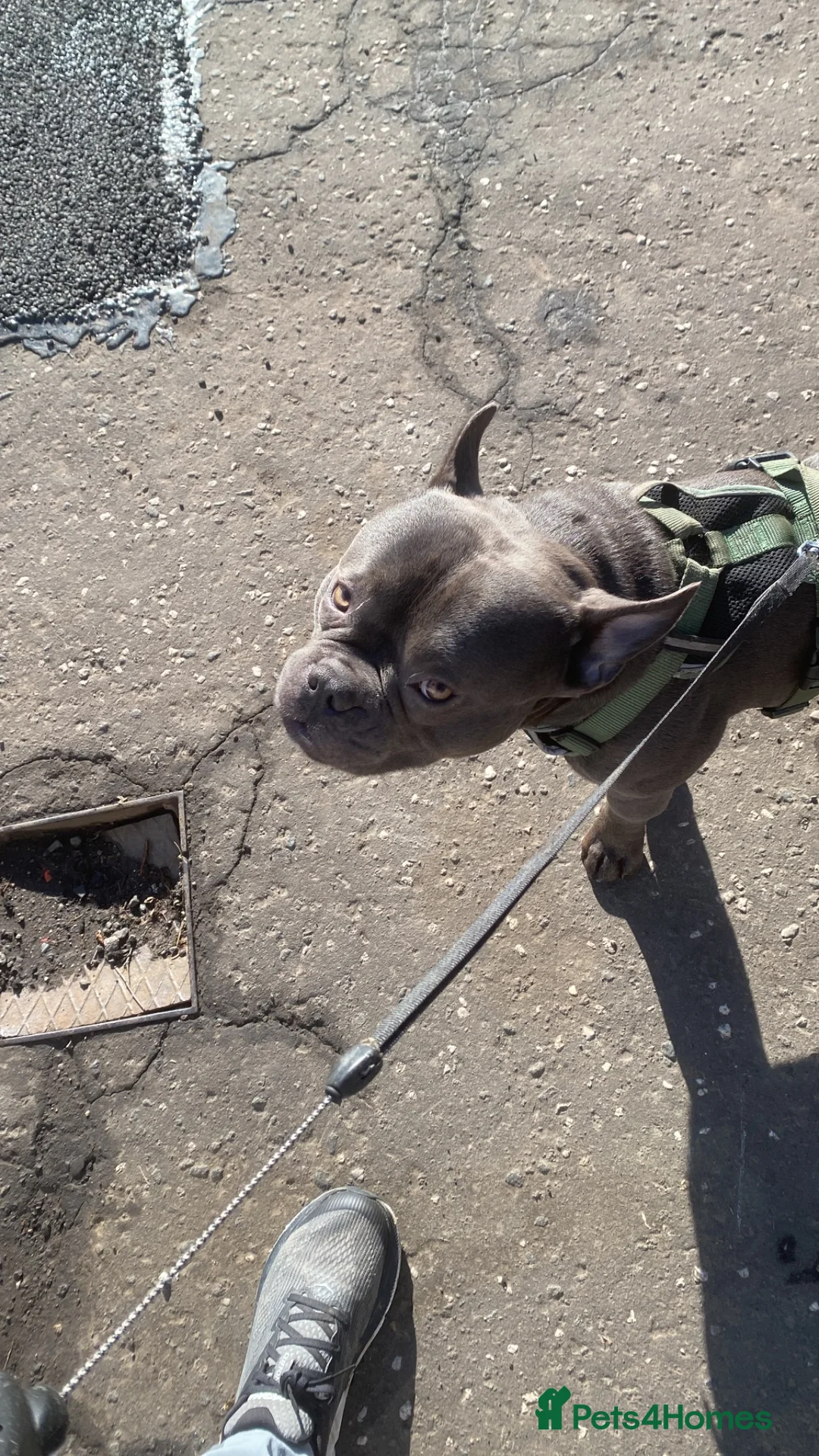 Shorty Bull dogs for stud: Pocket bully/ French bulldog in Paisley - Advert 4