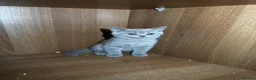 British Shorthair cats for sale: 3 British shorthair girls - Advert 14