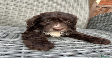 Cockapoo dogs - Advert 1