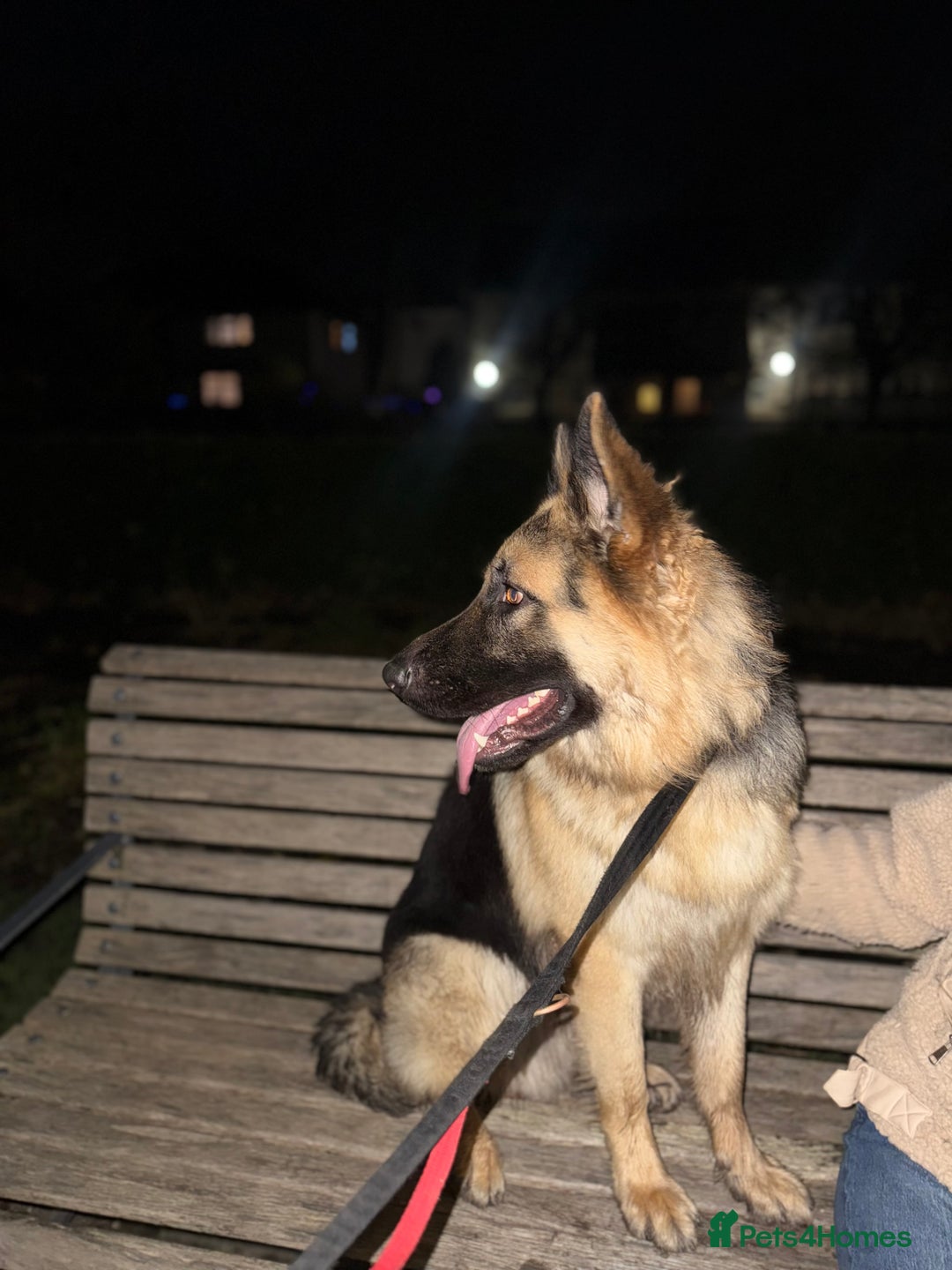 German Shepherd dogs for stud: German Shepherd Stud - Advert 10