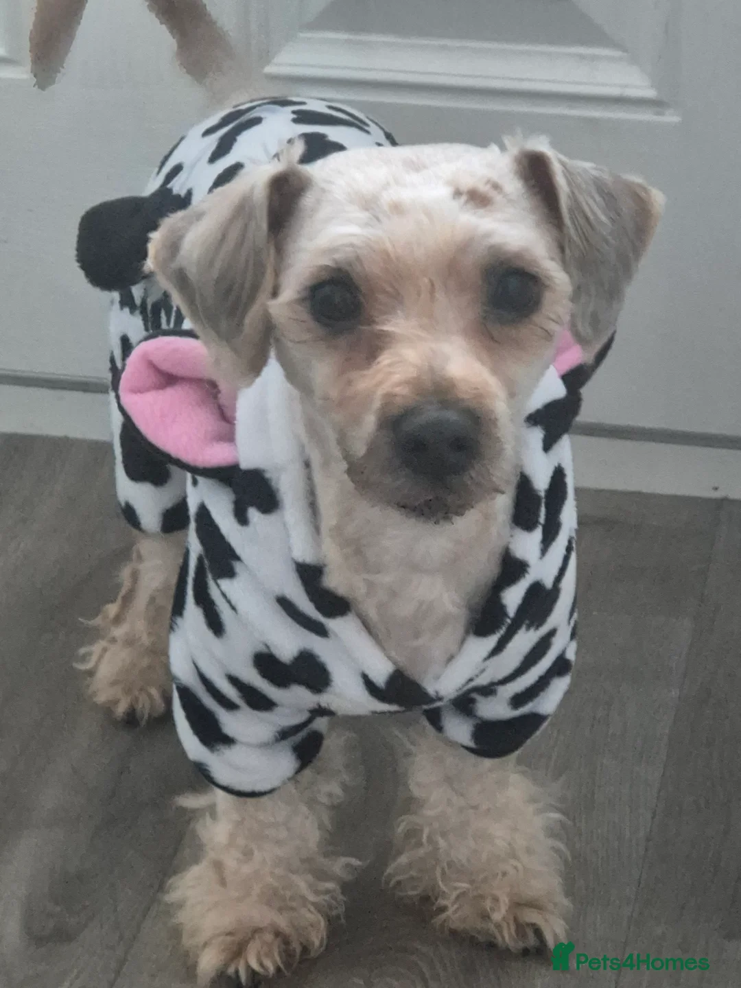 Chorkie dogs for sale: Little louie lovable cheeky affectionate boy - Advert 12