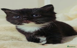 British Shorthair cats for sale: Black and tuxedo baby kittens in Bicester - Image 20