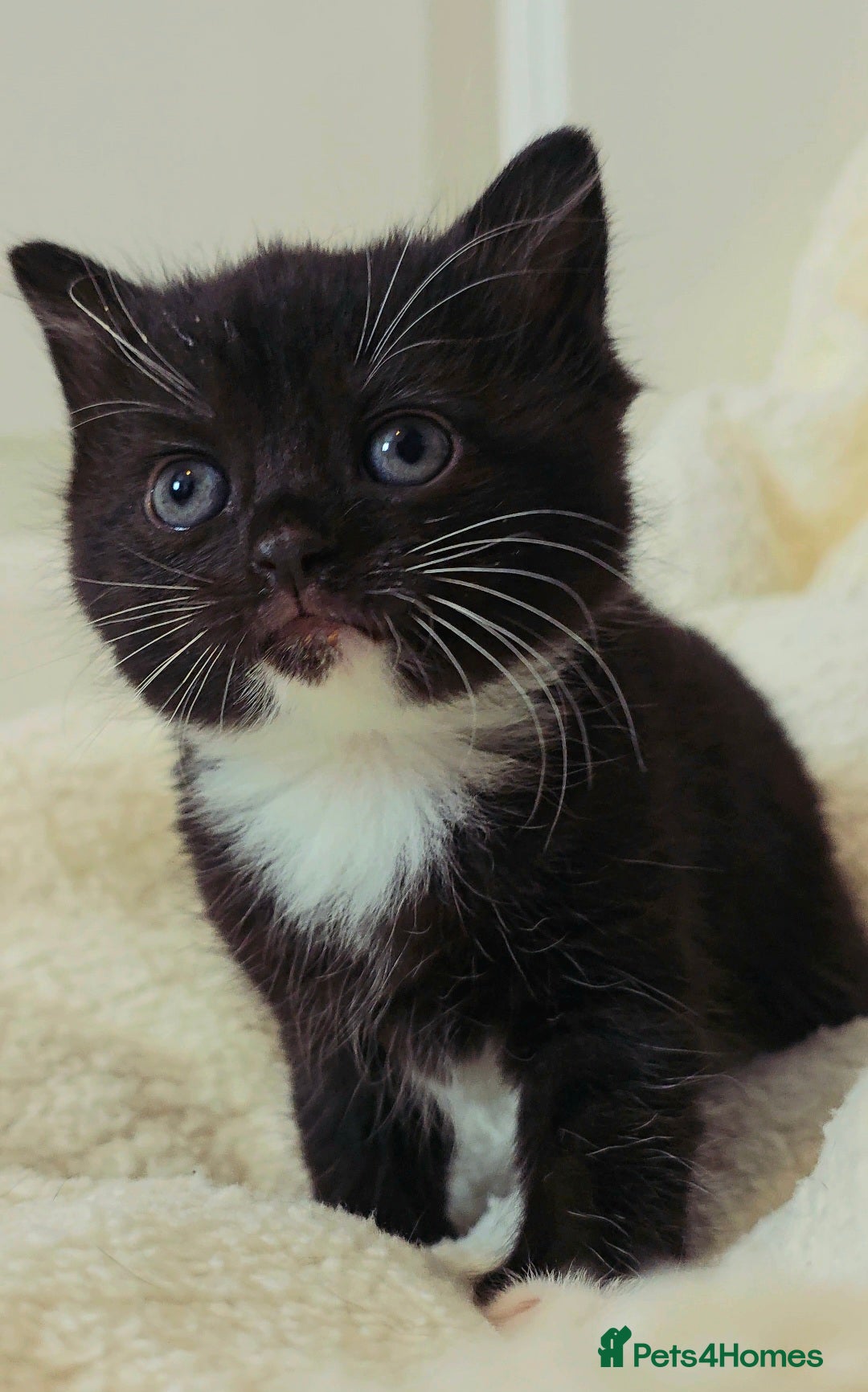 British Shorthair cats for sale: Black and tuxedo baby kittens in Bicester - Image 20