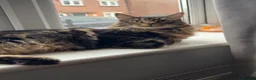 Maine Coon cats for sale: Maine coon cross male  - Advert 4