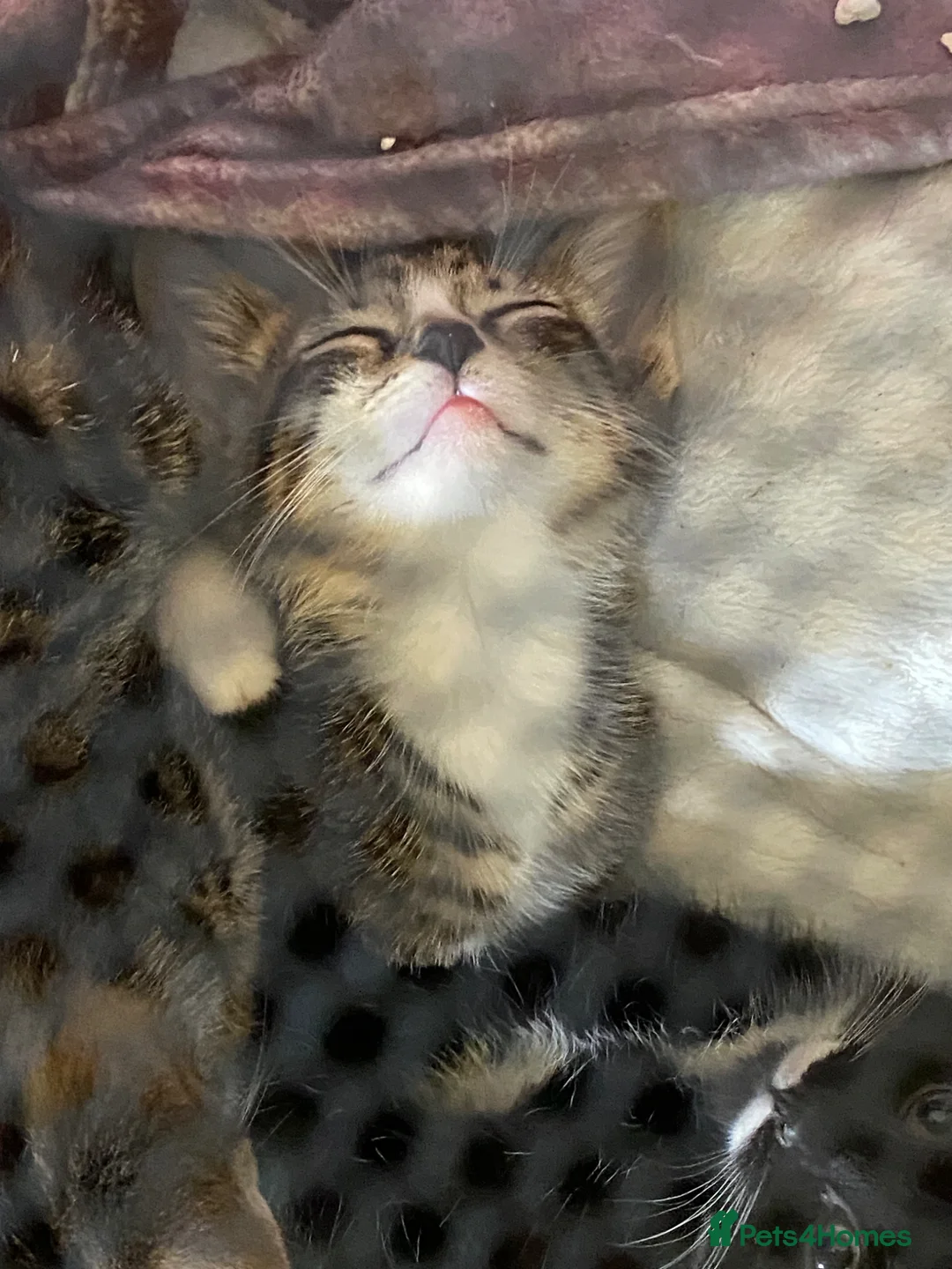 Egyptian Mau cats for sale: 2 beautiful baby boys  - Advert 2