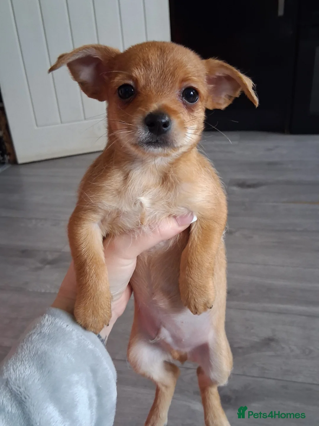 Mixed Breed dogs for sale: Jack Russel X Chihuahua Puppies  - Advert 14
